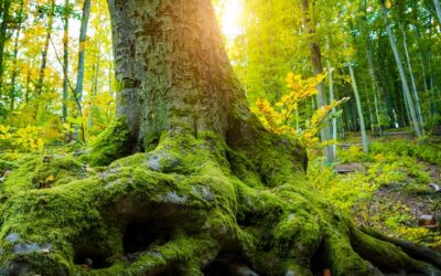 The core and the explore